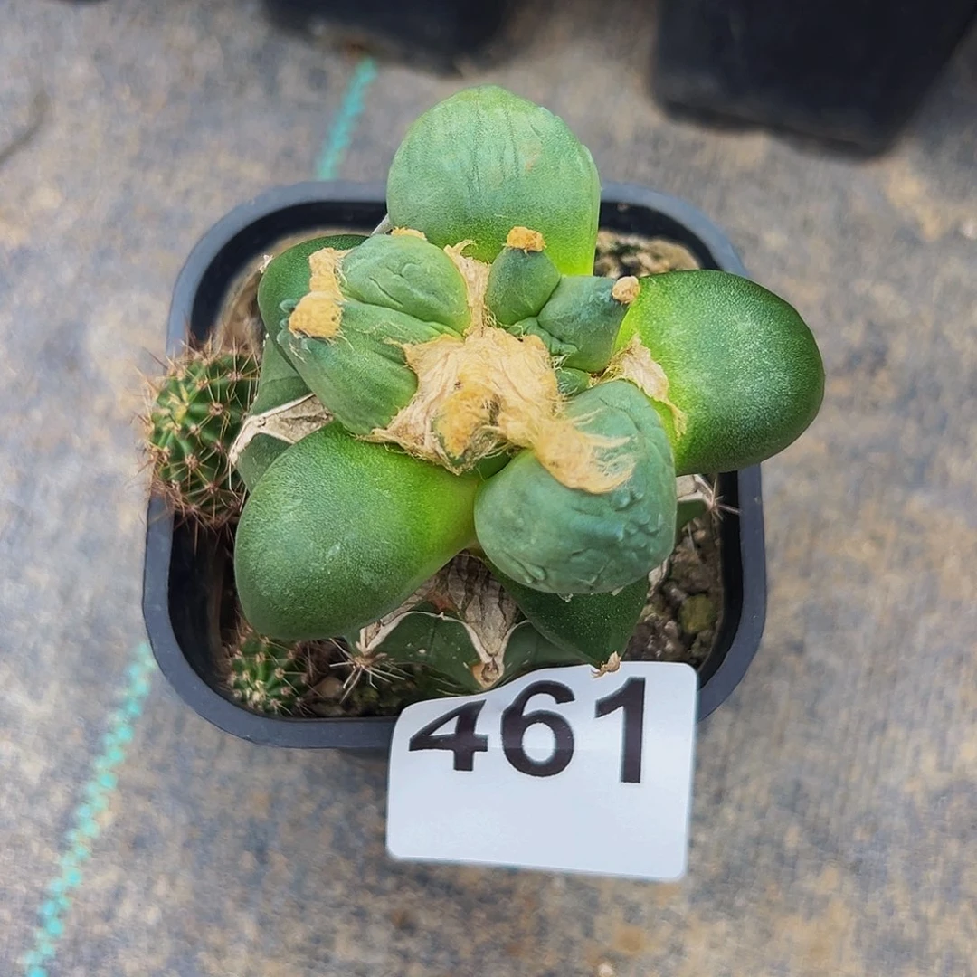 无花朵福利蛋叉尤牡丹461