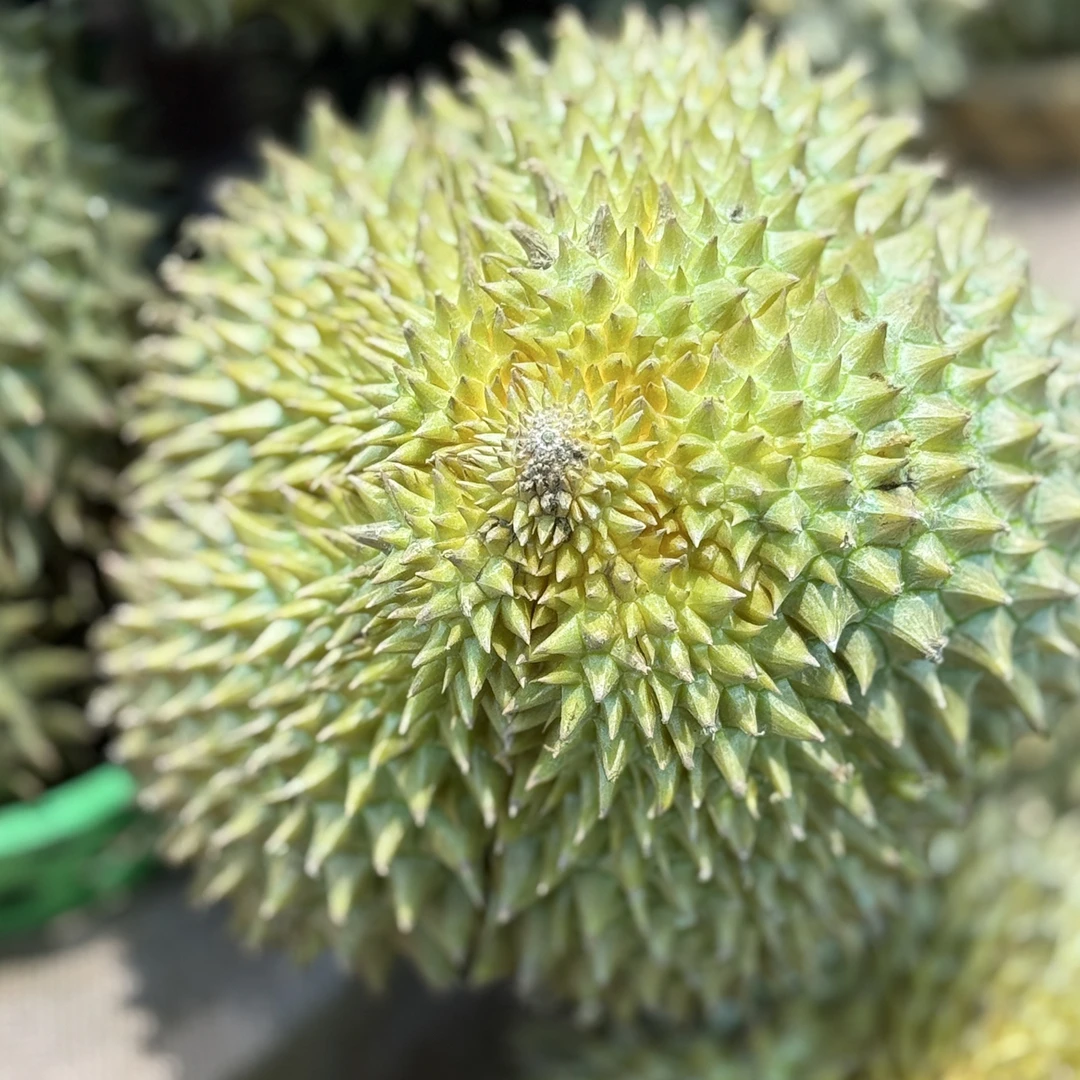 160~165新鲜金枕榴莲一个肉厚核小g金枕