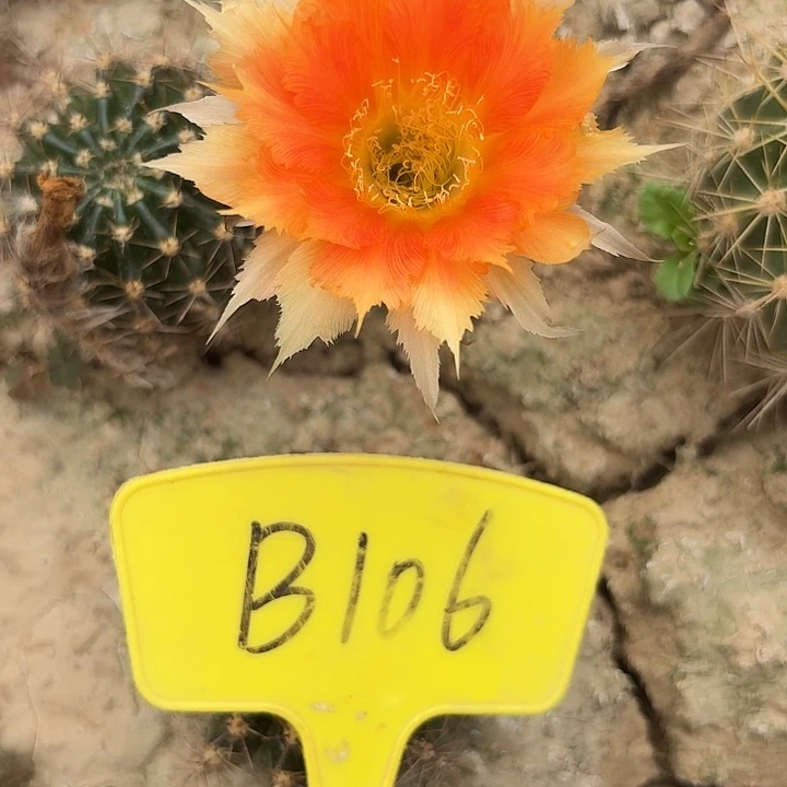 B106,魔羽瑕疵歪头4cm