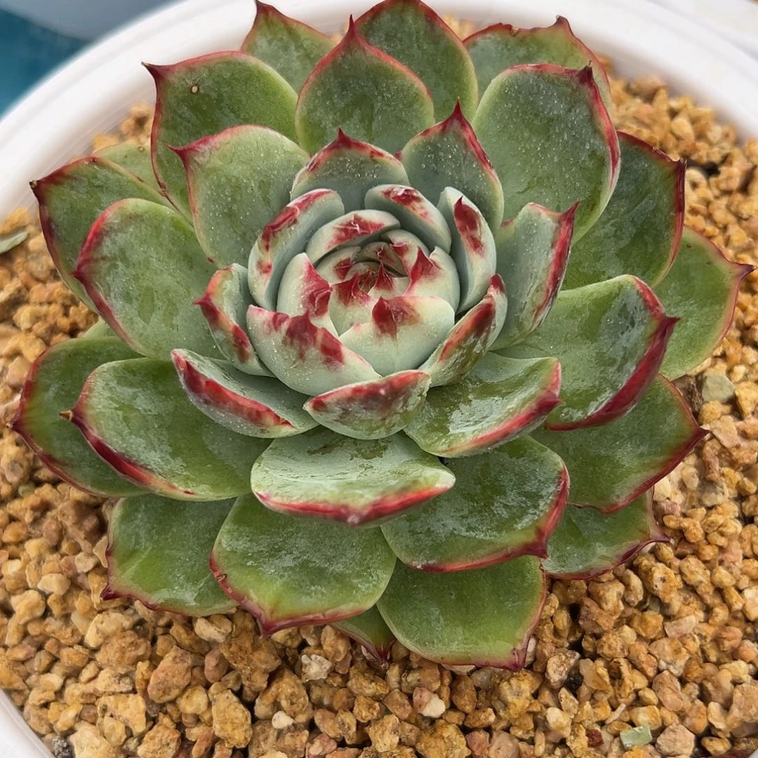 多肉植物一物一拍06