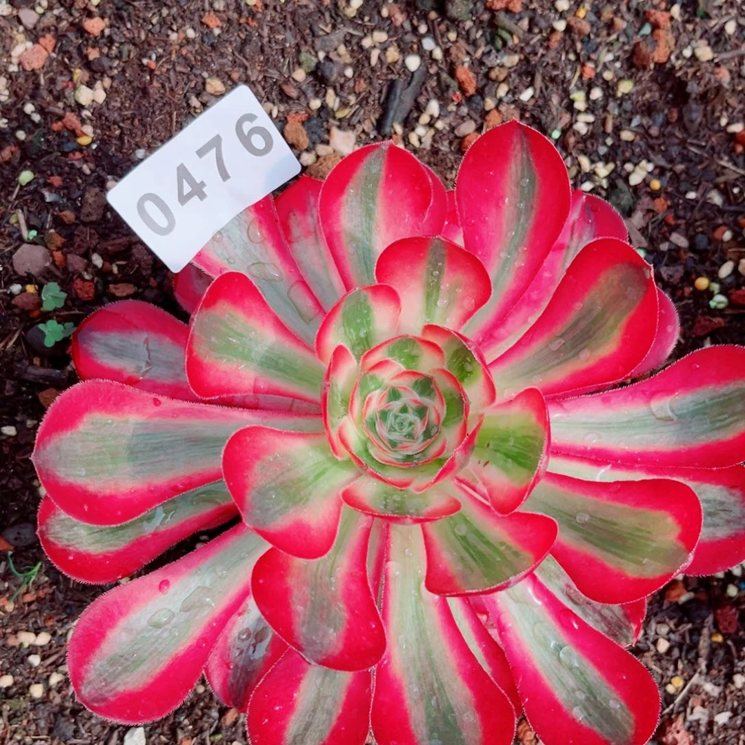 爱丽丝多肉发货发货