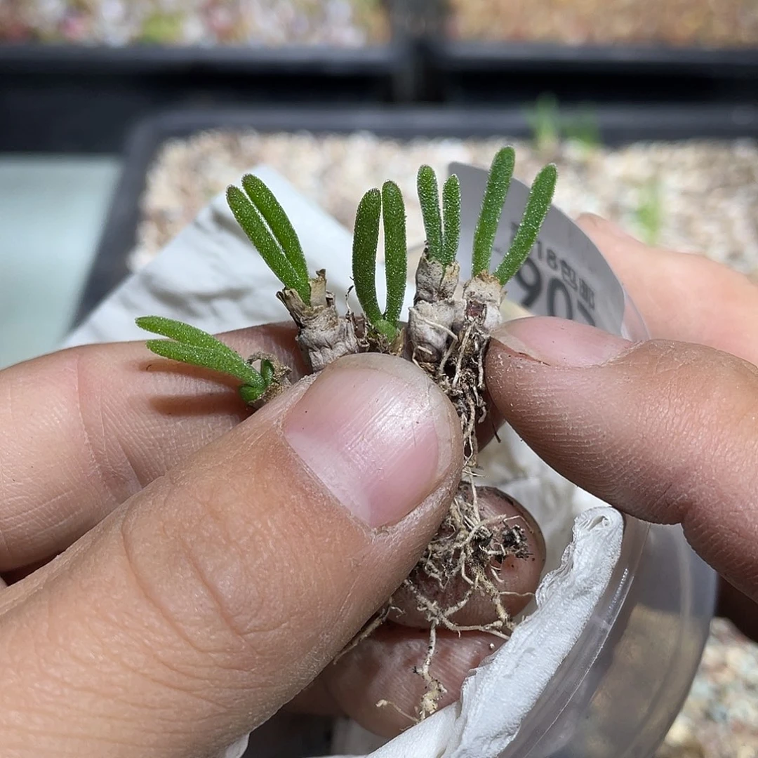 当天凑满十八元包邮907