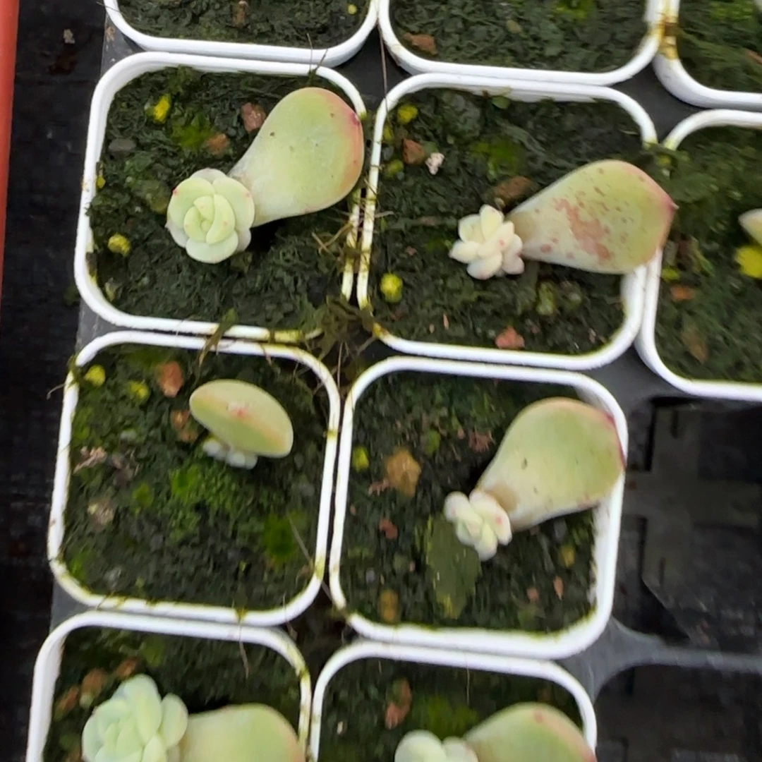 灵雨 a盆一个6床满25包邮