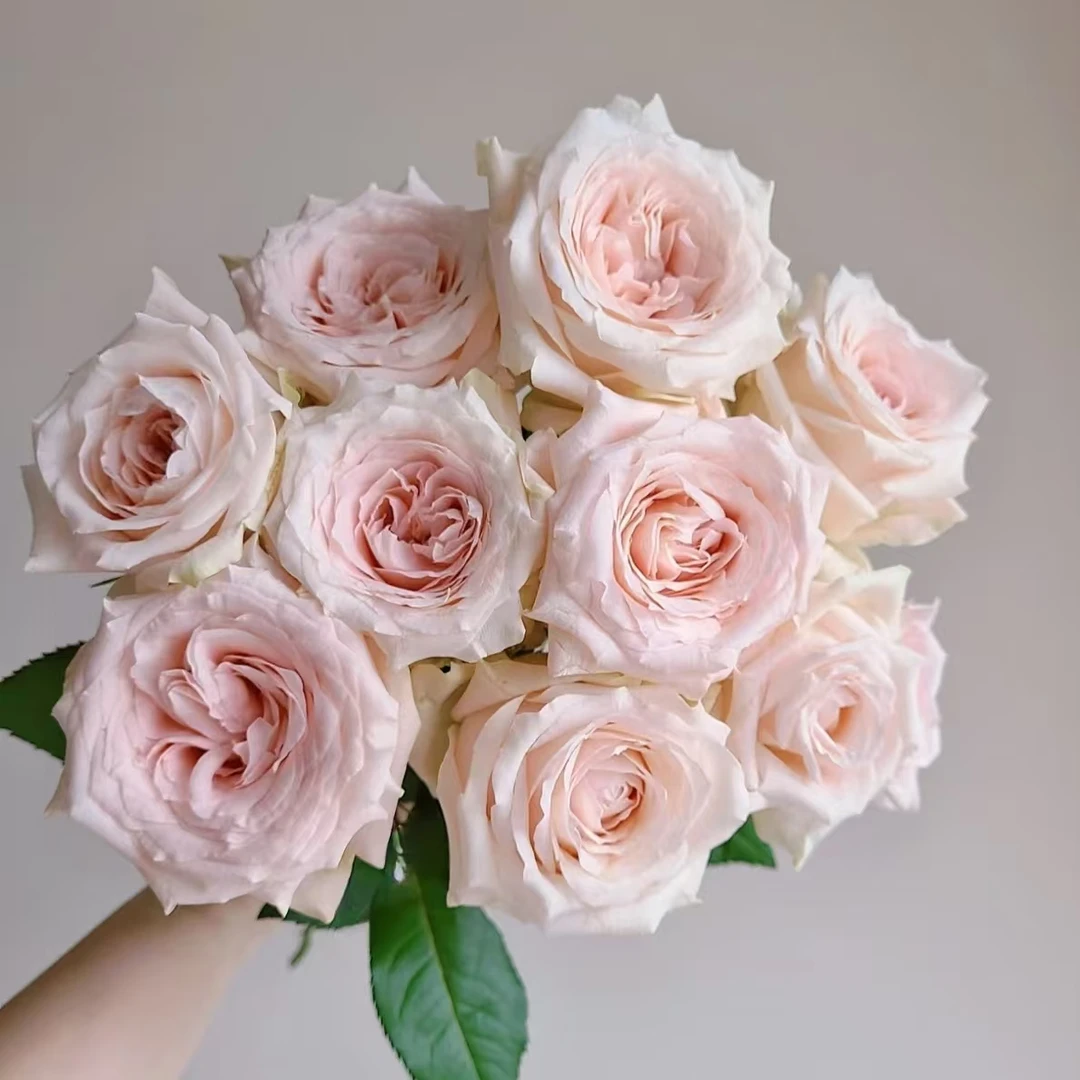 【海盛】10枝海盛金佰利单头玫瑰杆子细50cm【两单顺丰冷链或京东】