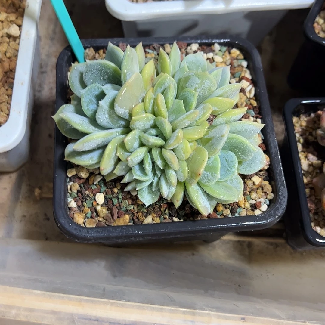 劳林朵朵多肉植物