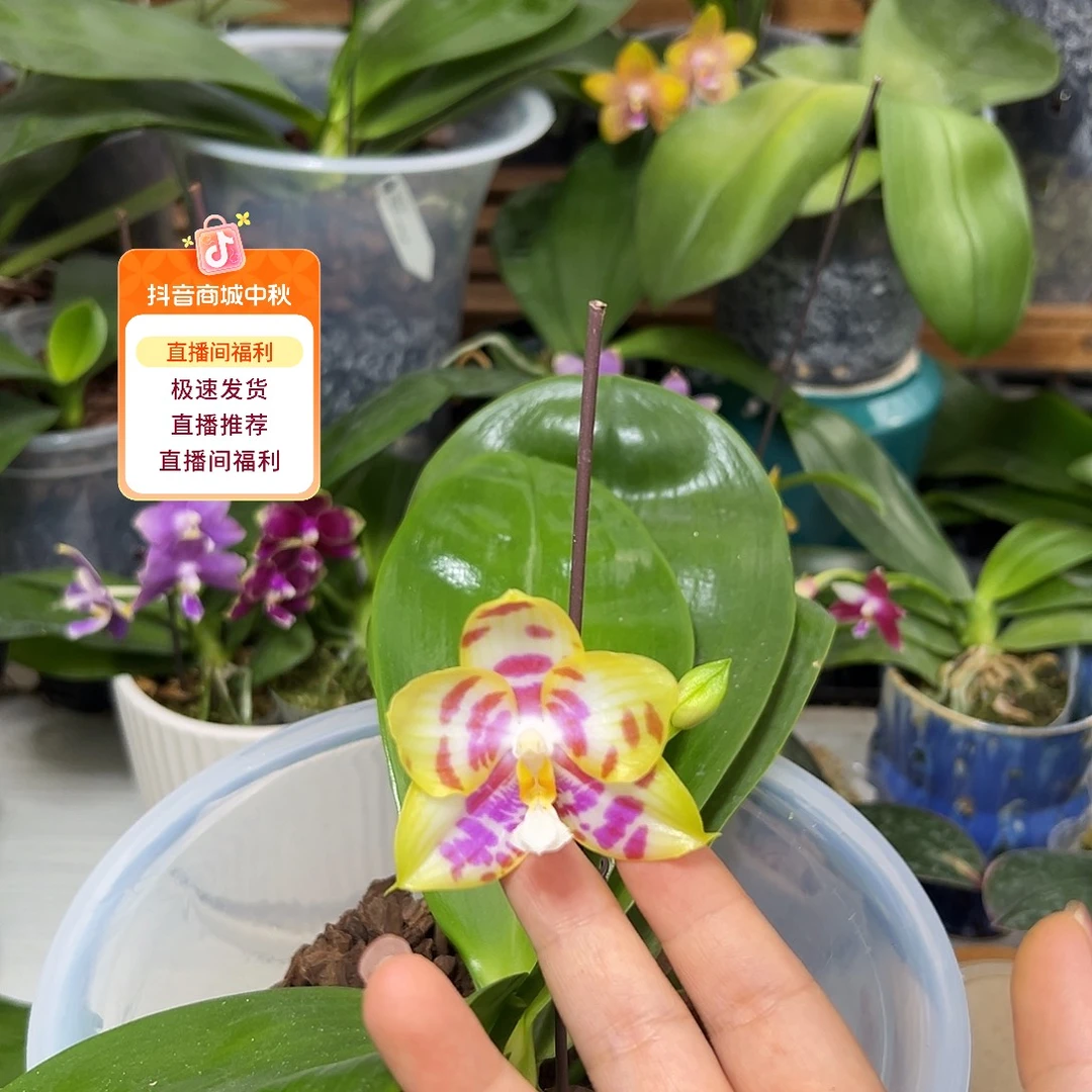 大部分开放少量花苞