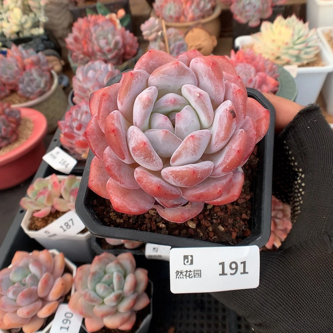 191梦露多肉植物6666