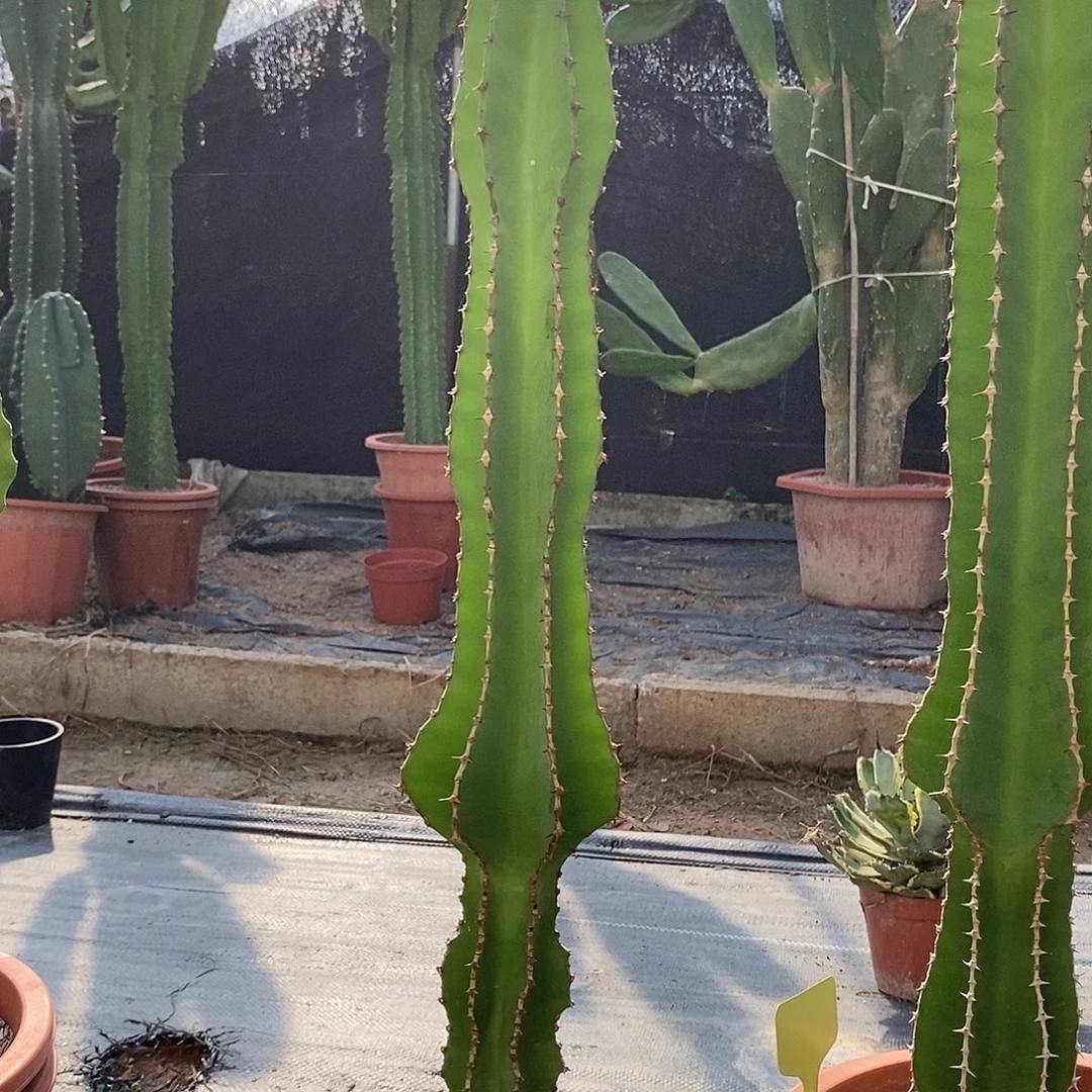 琉璃塔一物一拍一