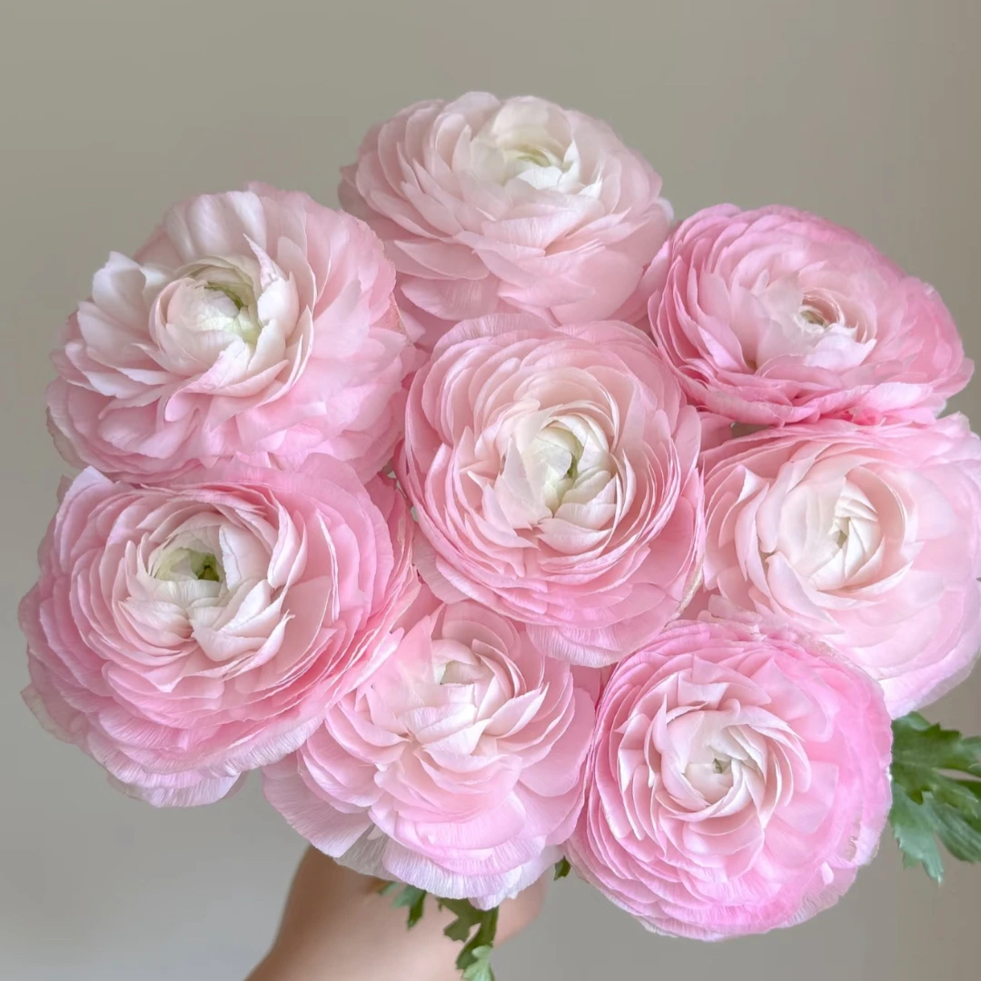 樱花粉洋牡丹 （任意两单包邮，一单需要补运费）