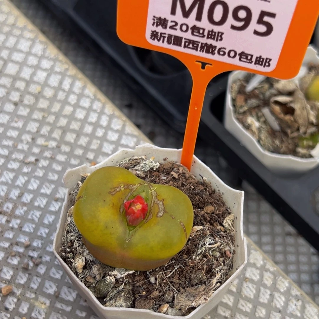 095 一物一拍，默认有伤，介意勿拍，不退不换