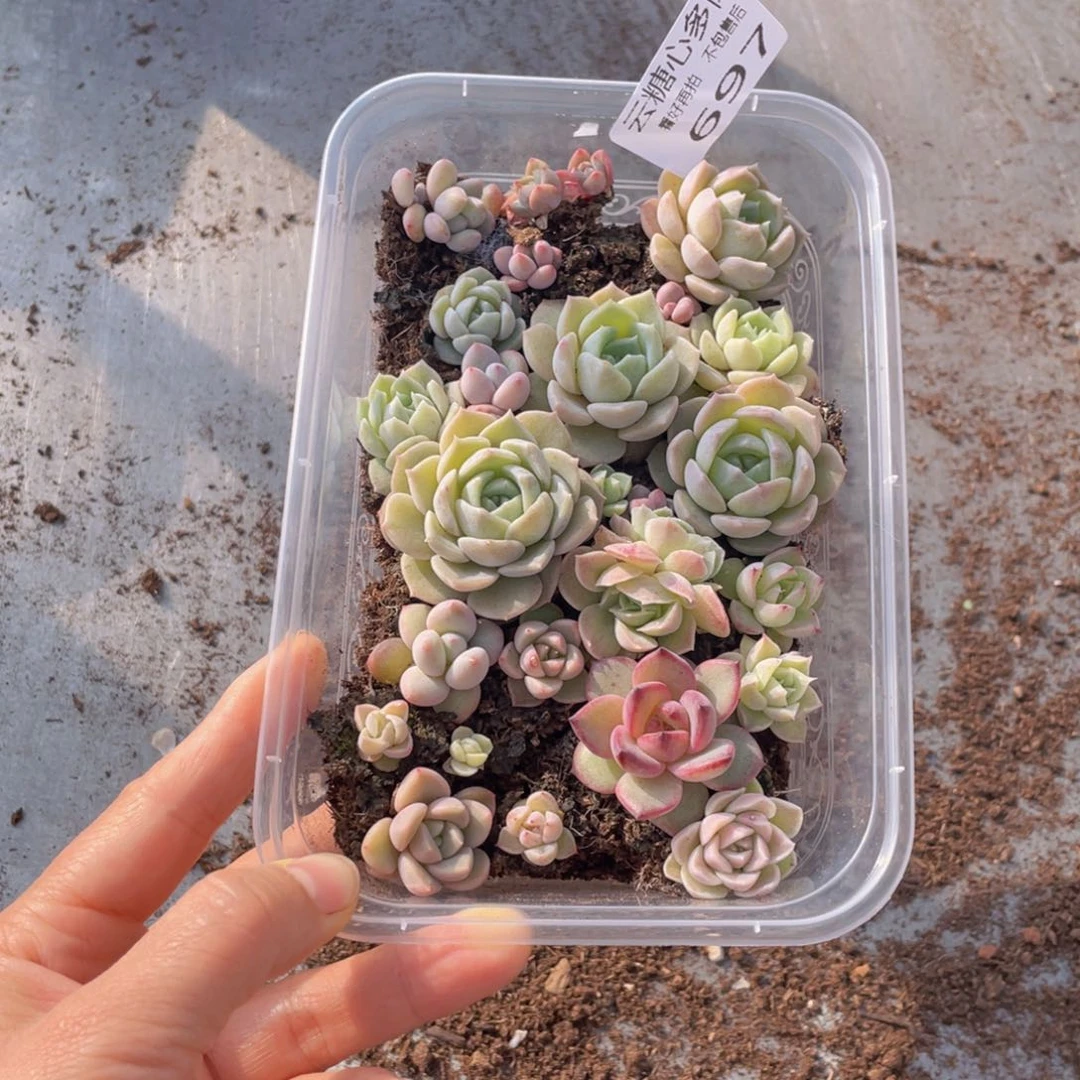 云糖心多肉植物697