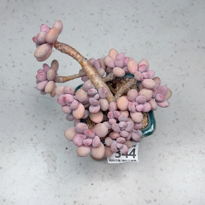 桃蛋多肉植物多肉多肉多肉