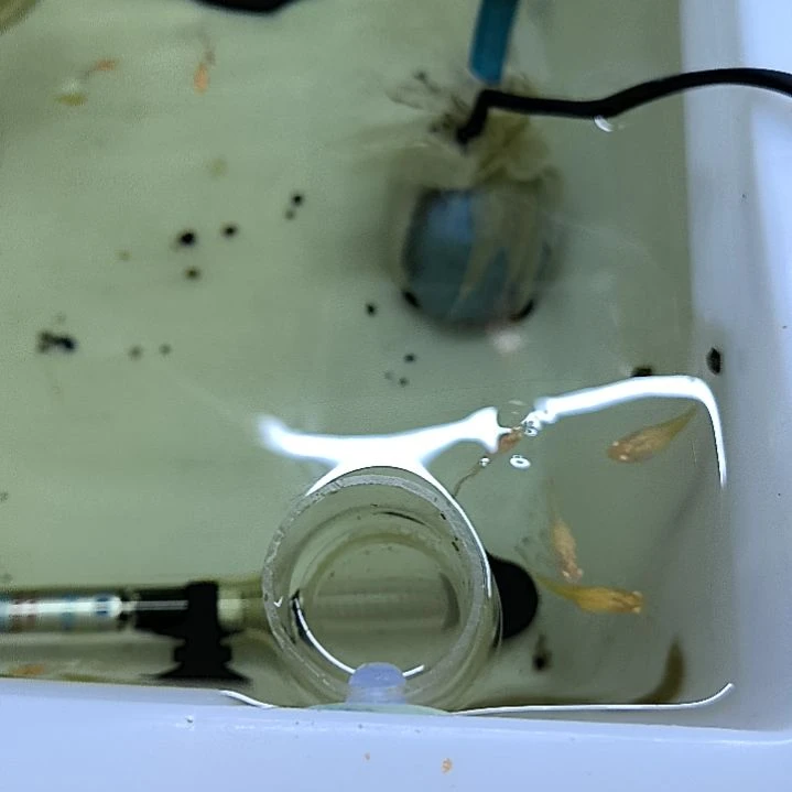海水鱼精品孔雀鱼，极光幻彩，两公两母带胎。