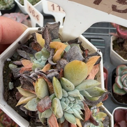 15特玉莲缀多肉植物多