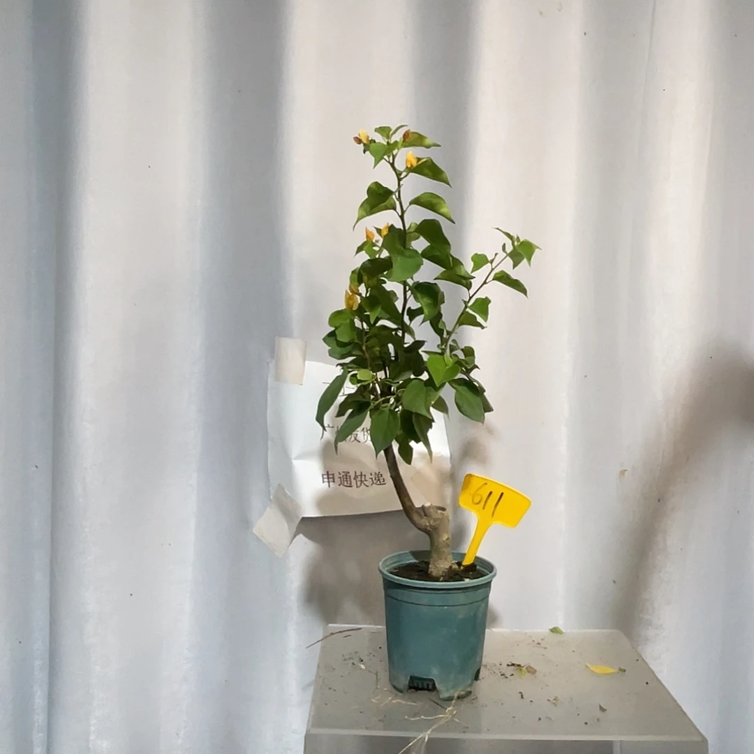 当前无花栽培后可以开花611加州黄金桩 ，放漏价