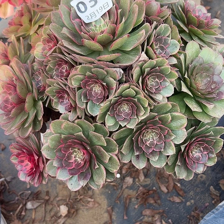 2.19-34粉花妖多肉