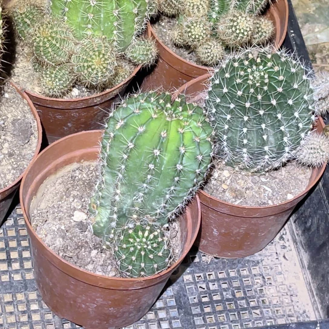 俊***邦彩草 脱土脱盆摘花满20包邮盲拍