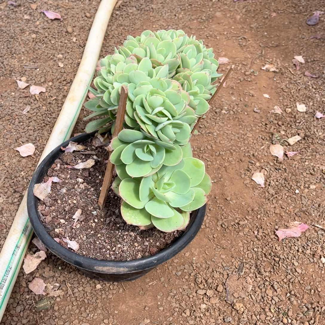 碧桃缀化福利放送