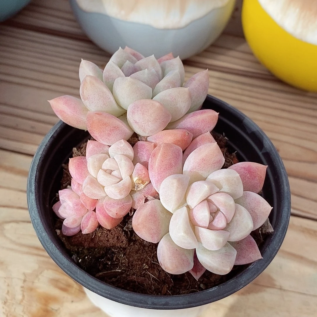 奶油美人8cm多肉植物