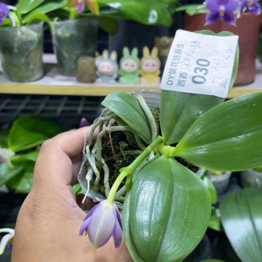 完全开放030编号111