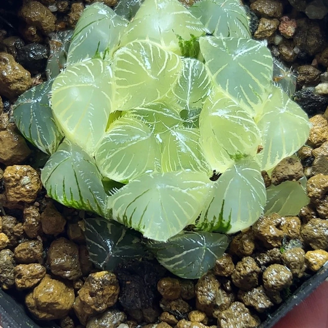 糊斑赤线十二卷十二卷