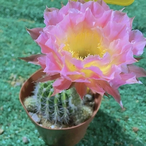 小*瑜仙人掌彩草B108