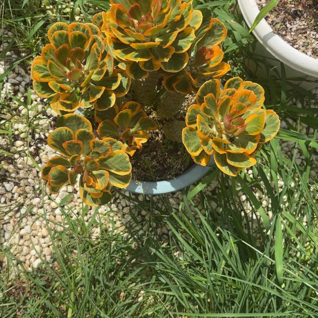 李***来无花朵433多肉法师发货