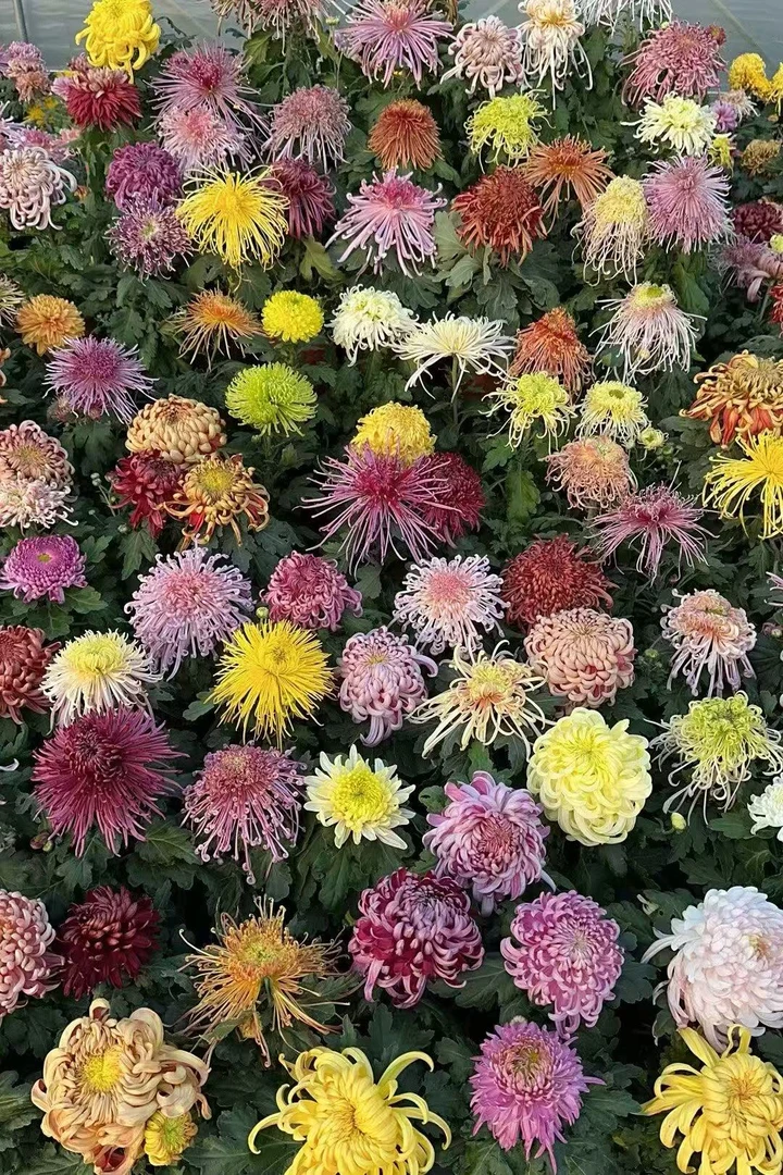 菊花盆栽直播链接一物一拍1