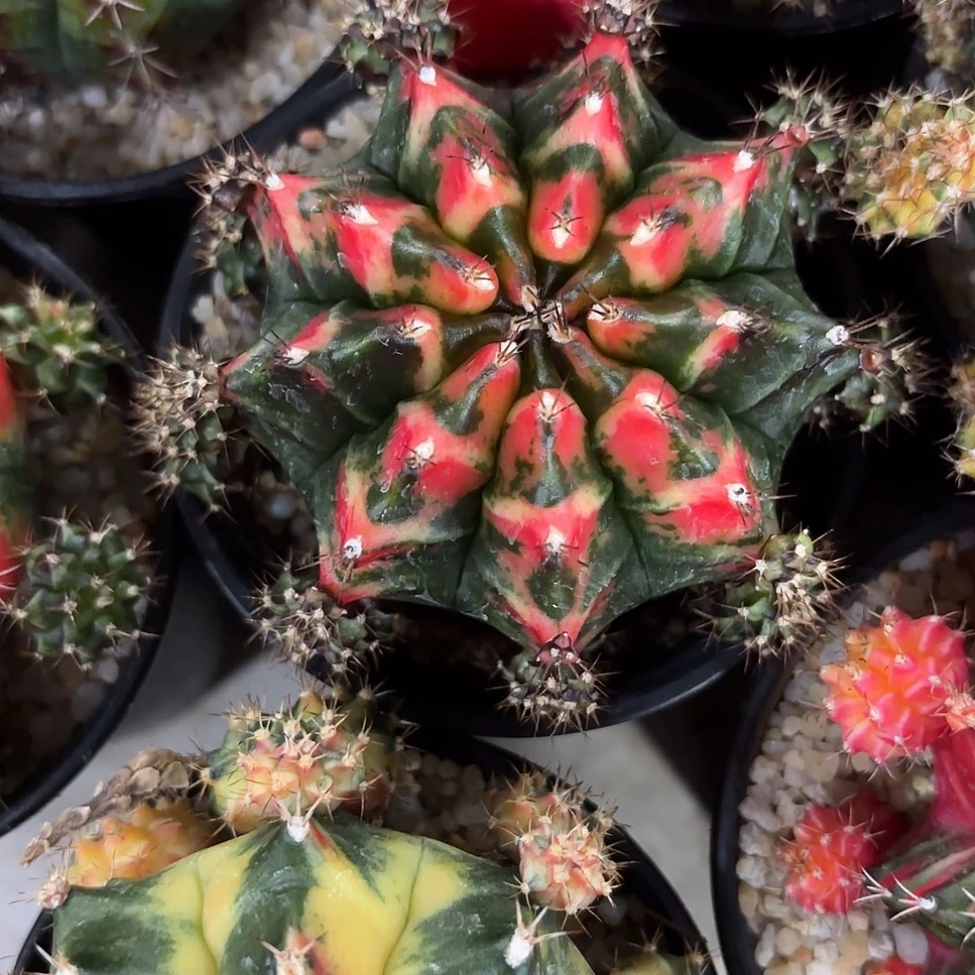 304-1030泰国发货多肉