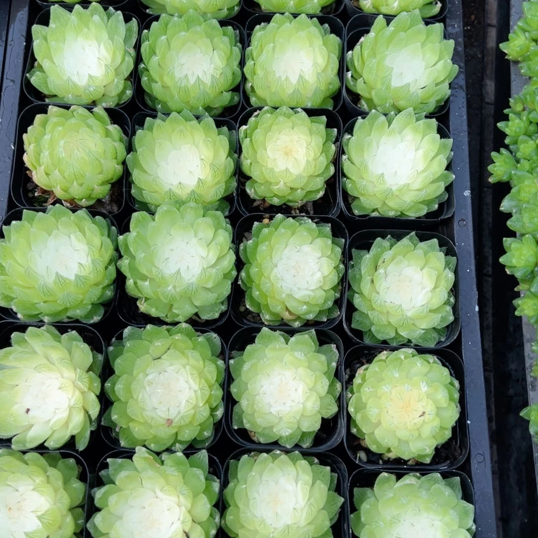 白莲花多肉植物一颗