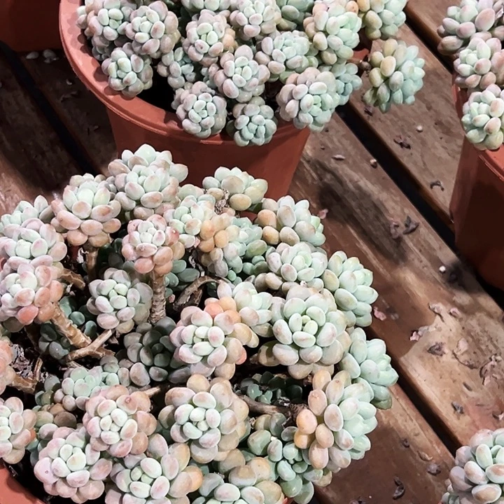 大盆       洛可可