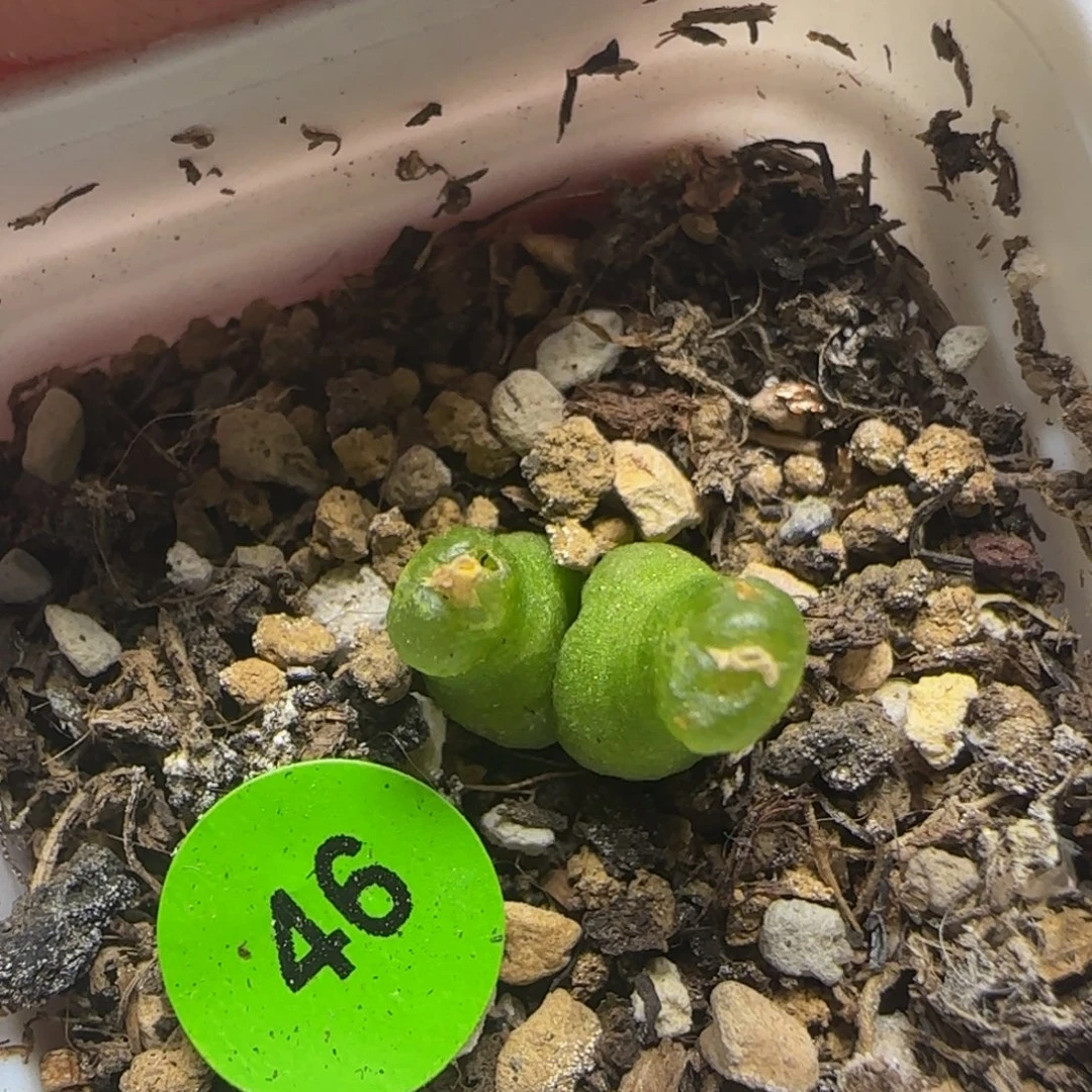小葫芦双头多肉植物46