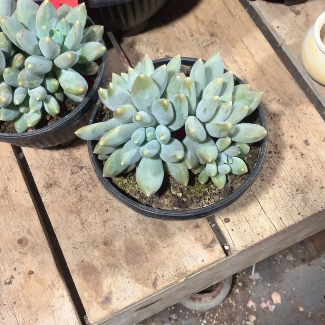 多肉植物多肉植物