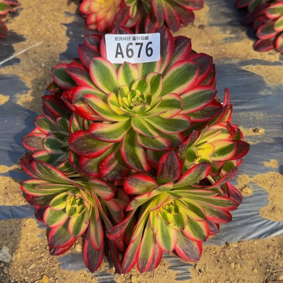 梧**-676荔枝多肉植物