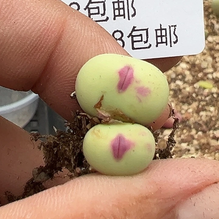 *****179号小红嘴多肉植物