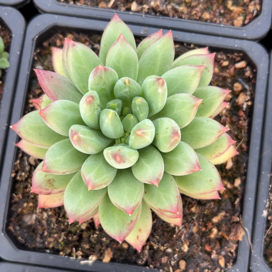 多肉植物多肉植物