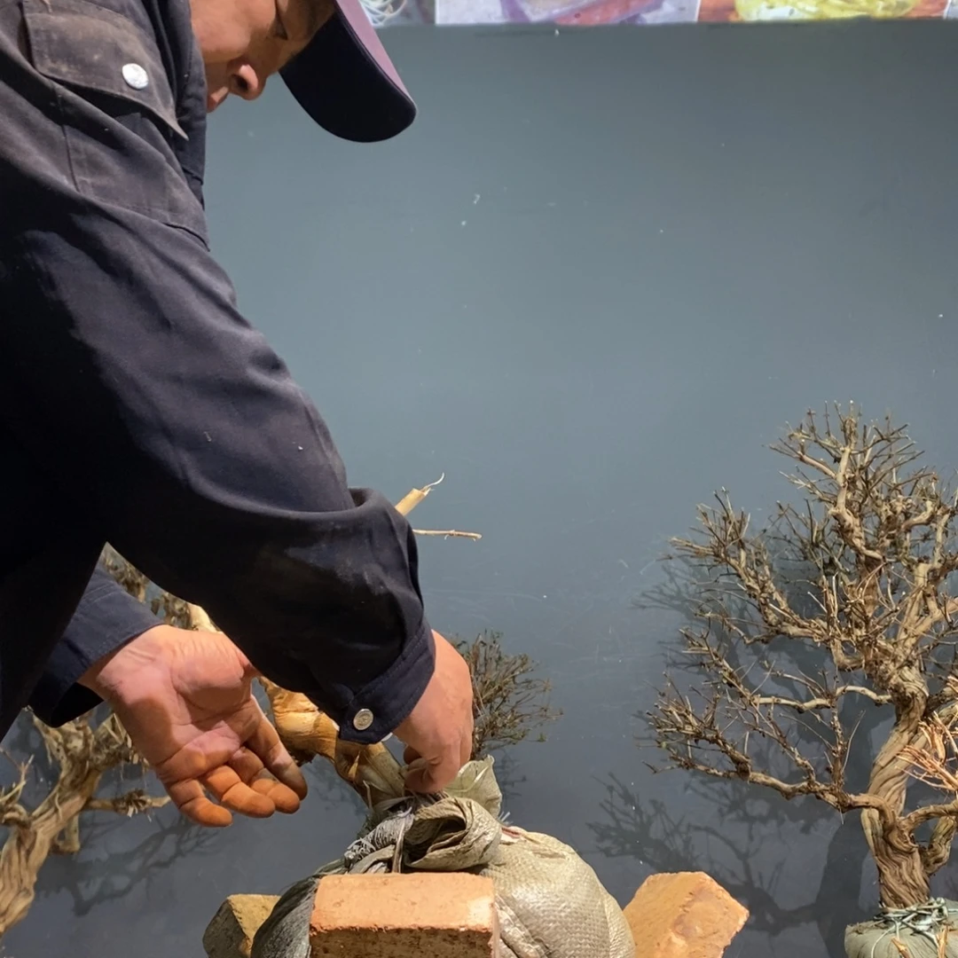 当前无花栽培后可以开花Jih81938888