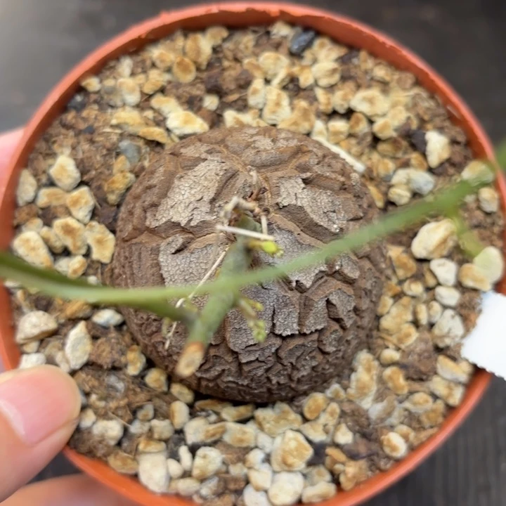 877号龟甲龙带盆包邮不退不换