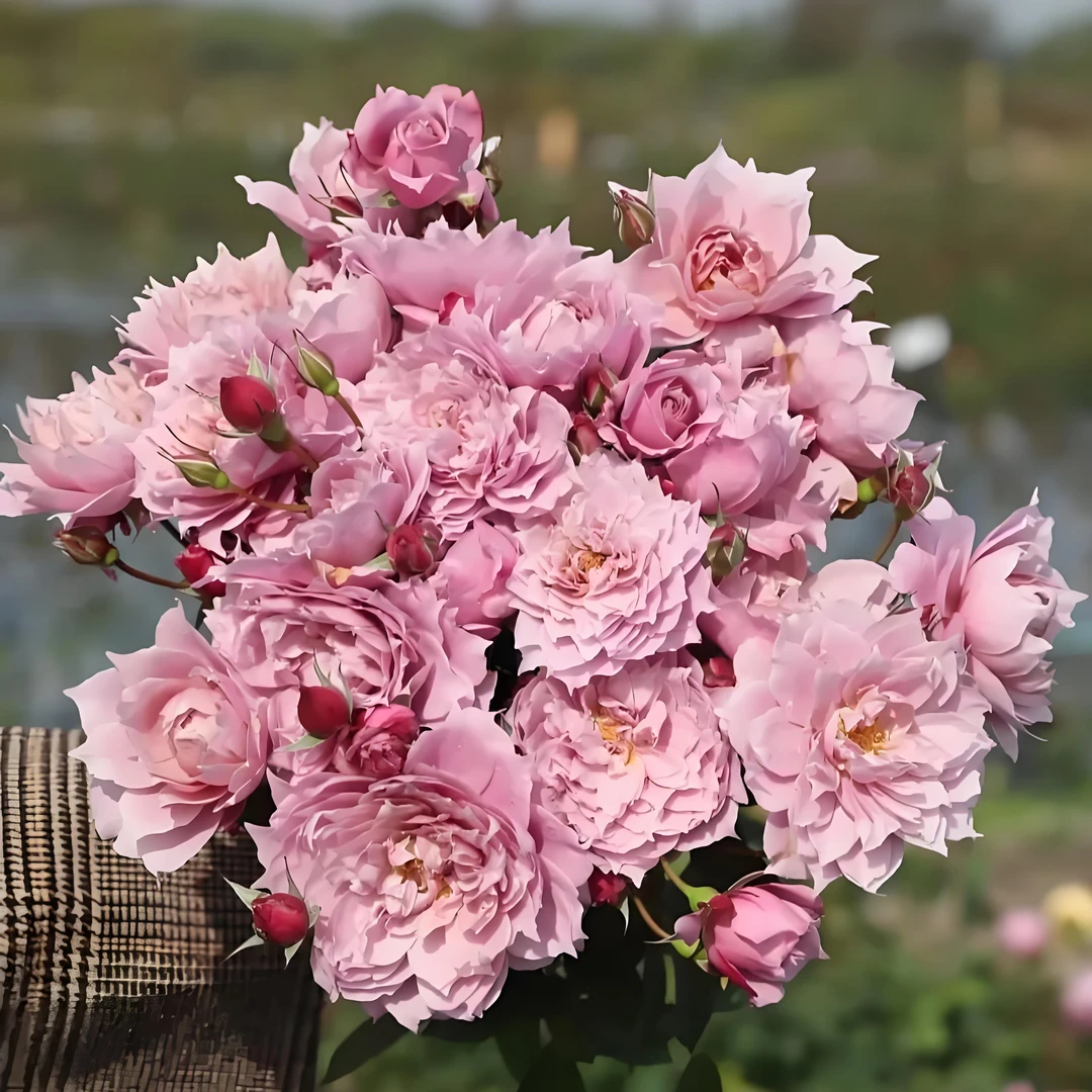 幻紫月季盆栽花苗大花淡香美人尖丰花耐热抗病强花量超多阳台庭院