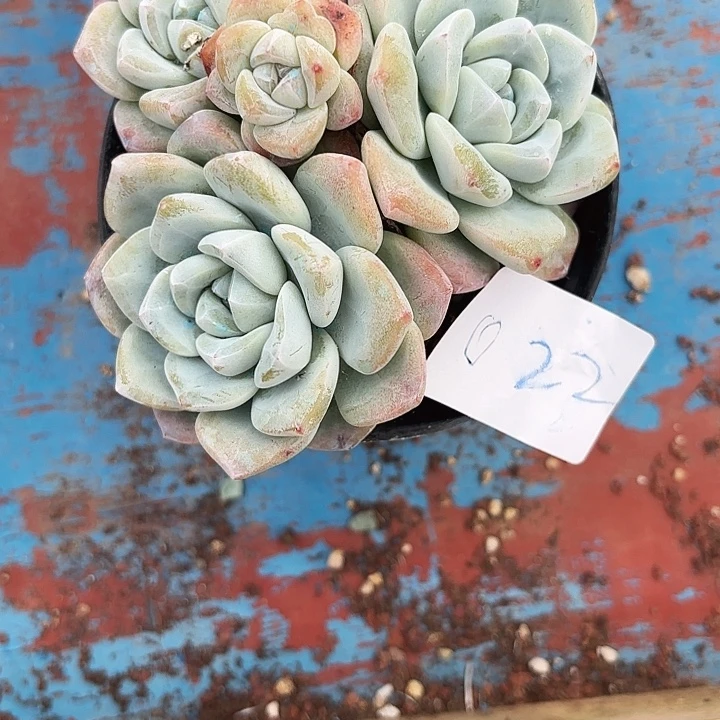 闪购022呀呀呀呀呀呀