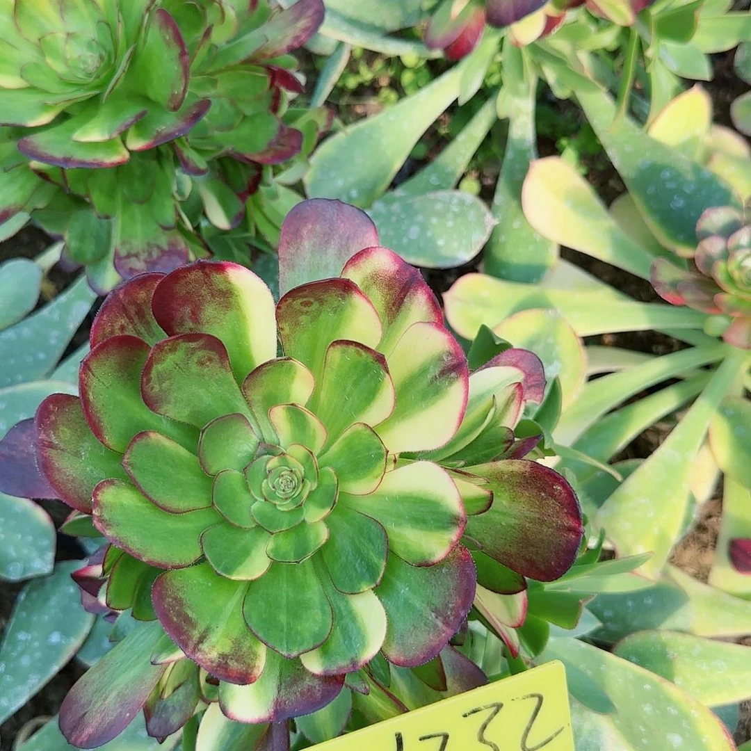 3-1232---多头多肉植物万七彩