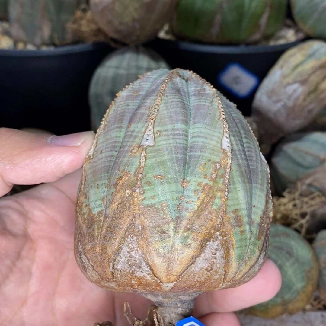 29 欧系实生布纹球多肉植物