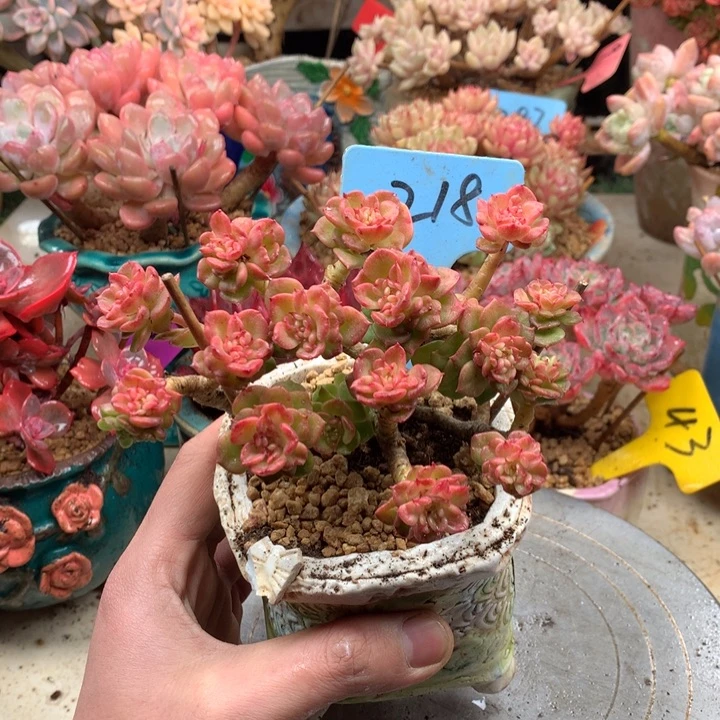 多肉植物一物一拍218