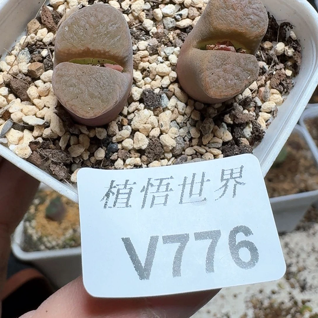 776家多肉植物哇f g g