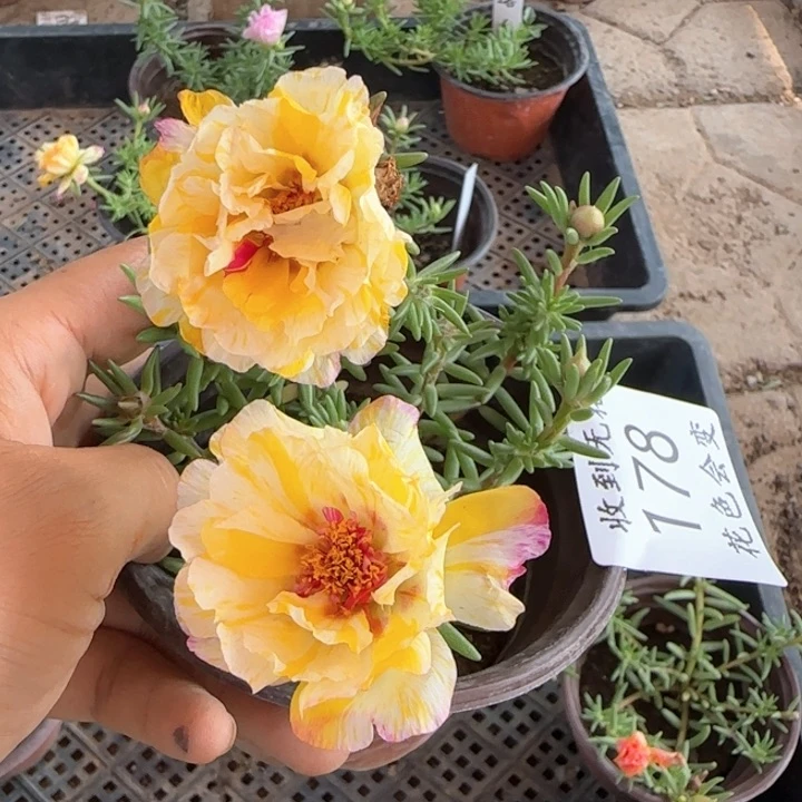 无花朵178超小苗 网红色盆口10cm