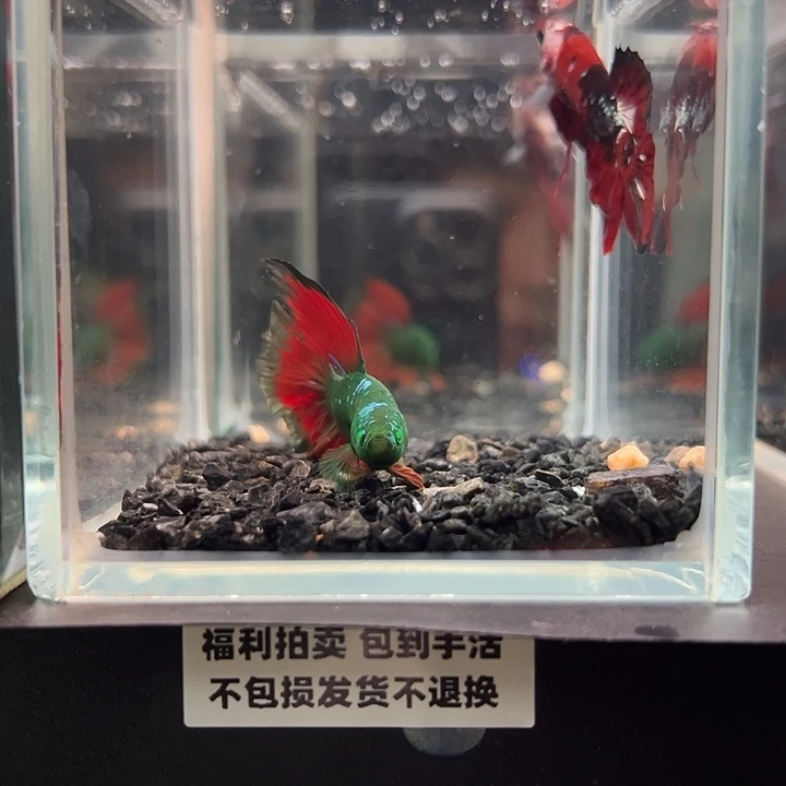 斗鱼竞拍跑单拉黑21日71
