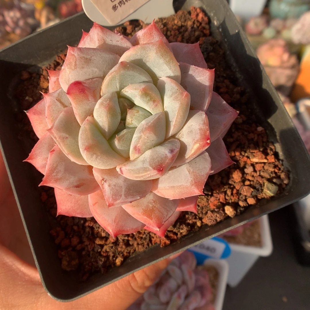 372粉钻石化多肉植物