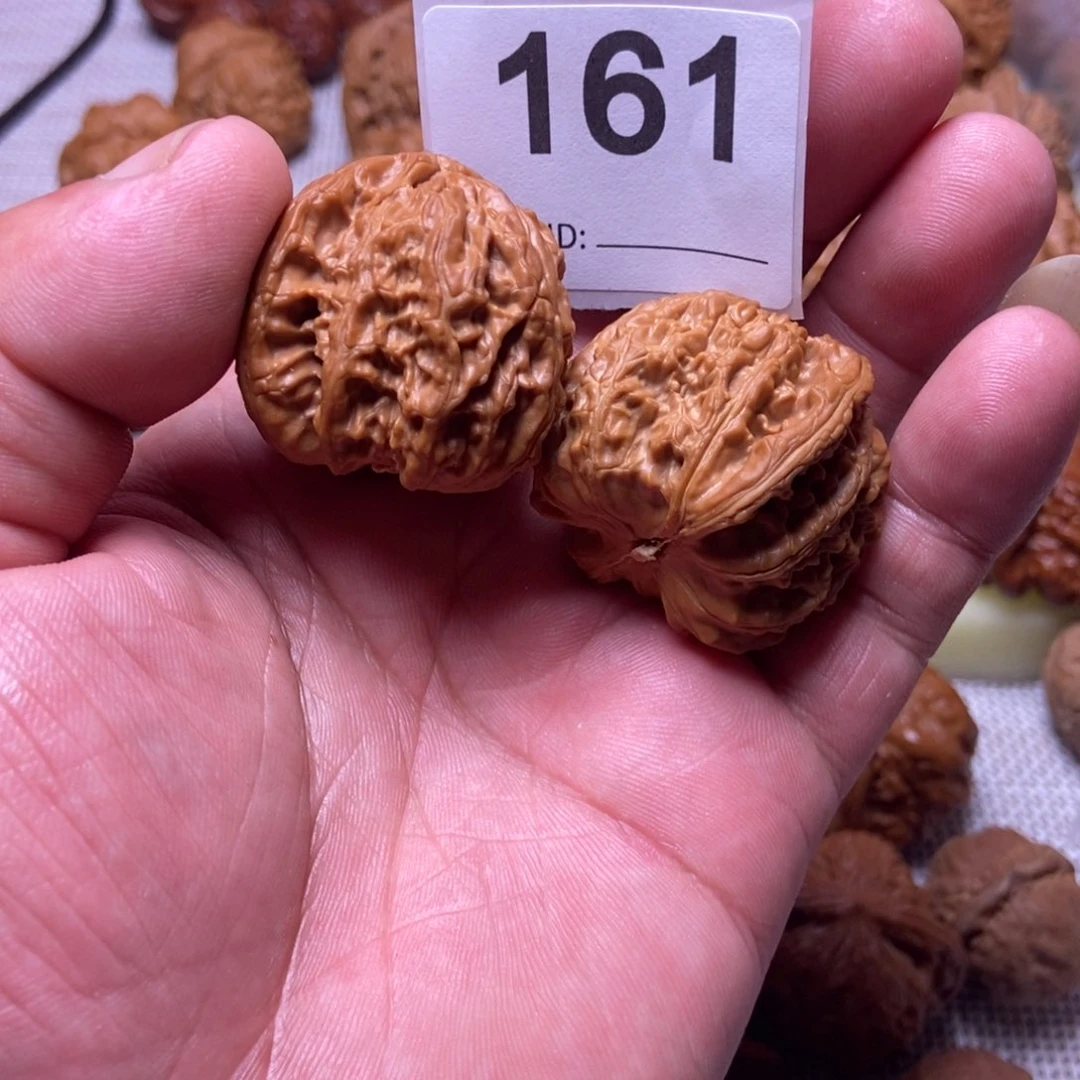 ?*白狮子38全品无修文玩把件