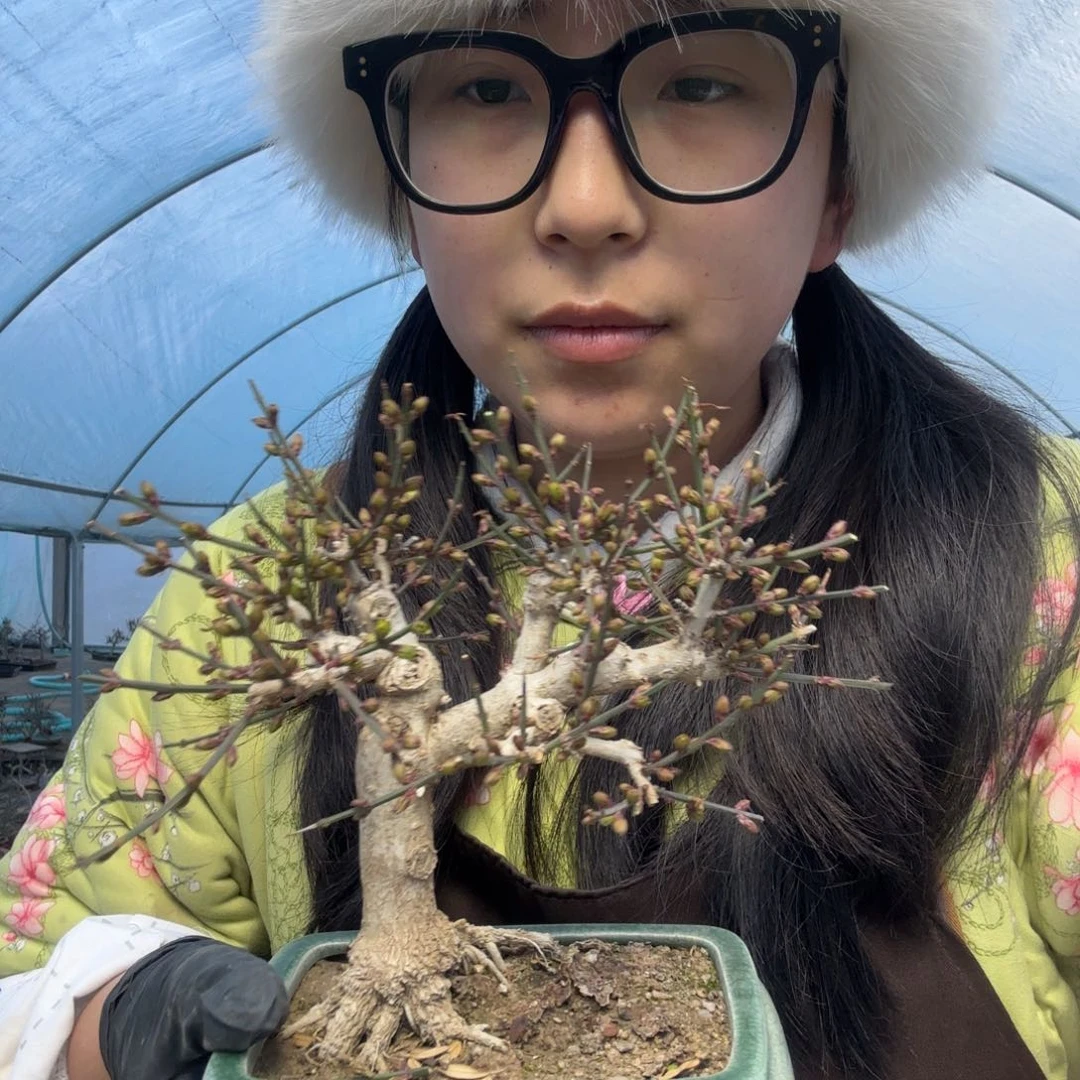 迎春花人**境迎春花盆景盆栽
