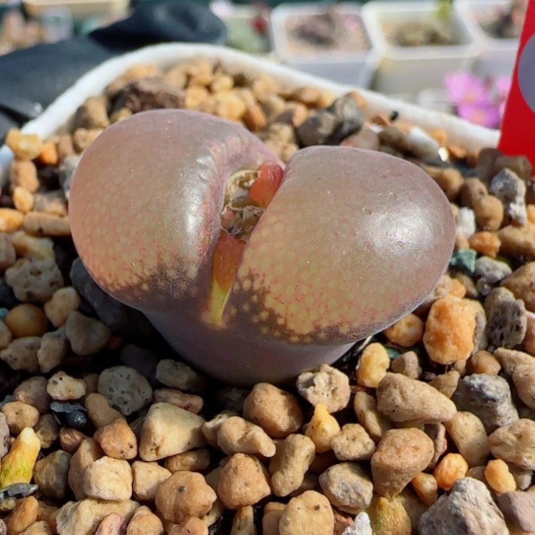 多肉翻窗大红风一颗21号